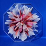 Pink and White Bloom on transparent background Transparent Octagonal Red and Pink Bloom Coaster
