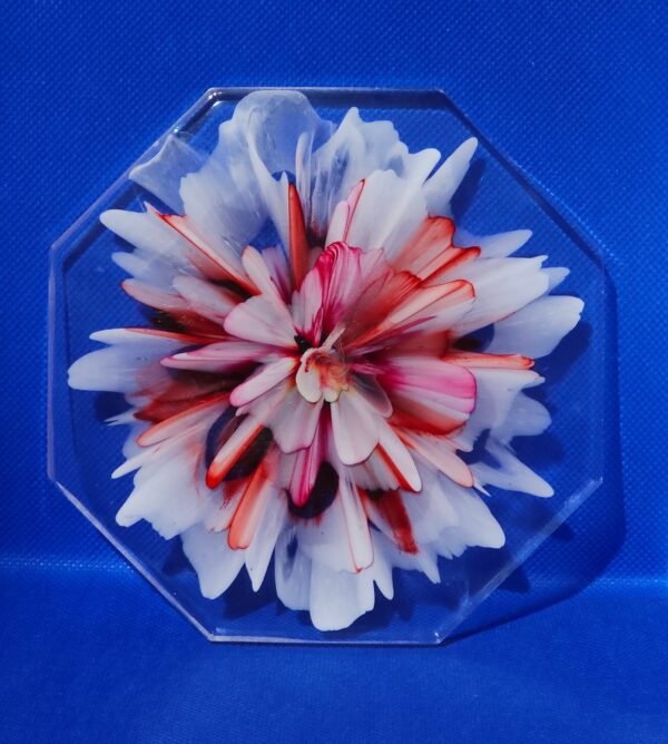 Pink and White Bloom on transparent background Transparent Octagonal Red and Pink Bloom Coaster